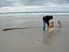 me, tooney and arlo at the beach