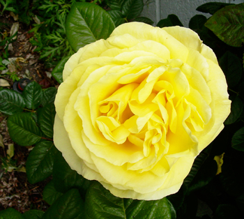 rose.jpg