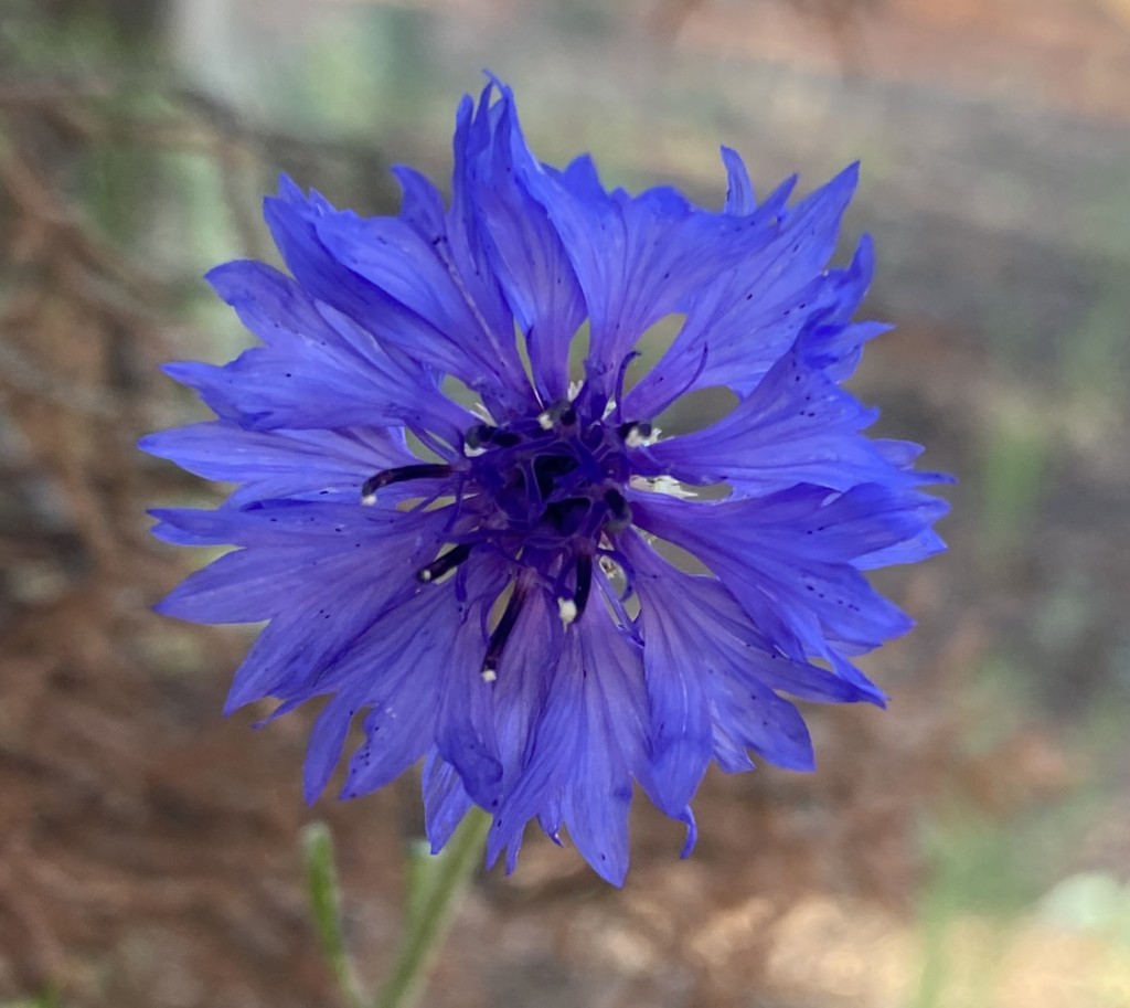 cornflower