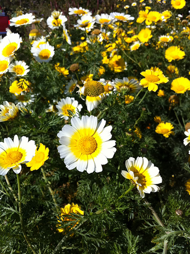 daisies